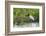 Jabiru (Jabiru mycteria), Pantanal, Mato Grosso, Brazil, South America-Sergio Pitamitz-Framed Photographic Print