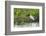 Jabiru (Jabiru mycteria), Pantanal, Mato Grosso, Brazil, South America-Sergio Pitamitz-Framed Photographic Print