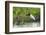 Jabiru (Jabiru mycteria), Pantanal, Mato Grosso, Brazil, South America-Sergio Pitamitz-Framed Photographic Print