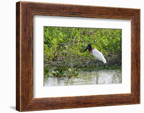 Jabiru (Jabiru mycteria), Pantanal, Mato Grosso, Brazil, South America-Sergio Pitamitz-Framed Photographic Print