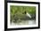 Jabiru (Jabiru mycteria), Pantanal, Mato Grosso, Brazil, South America-Sergio Pitamitz-Framed Photographic Print