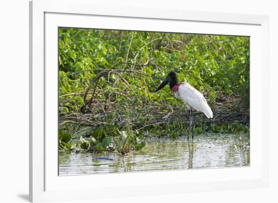 Jabiru (Jabiru mycteria), Pantanal, Mato Grosso, Brazil, South America-Sergio Pitamitz-Framed Photographic Print