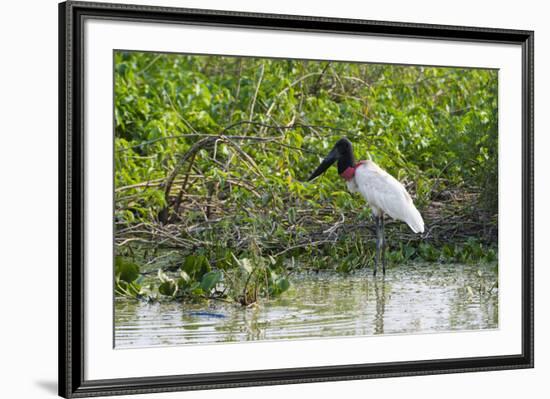 Jabiru (Jabiru mycteria), Pantanal, Mato Grosso, Brazil, South America-Sergio Pitamitz-Framed Photographic Print