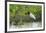 Jabiru (Jabiru mycteria), Pantanal, Mato Grosso, Brazil, South America-Sergio Pitamitz-Framed Photographic Print