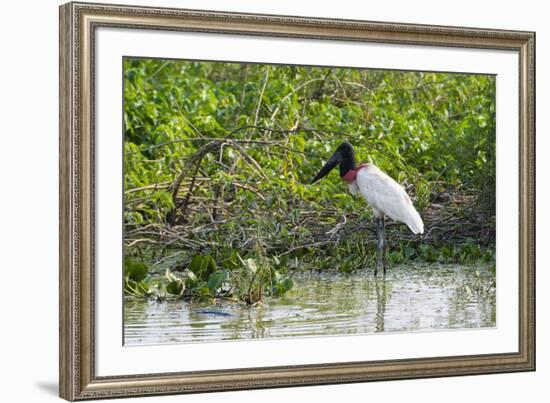 Jabiru (Jabiru mycteria), Pantanal, Mato Grosso, Brazil, South America-Sergio Pitamitz-Framed Photographic Print