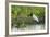 Jabiru (Jabiru mycteria), Pantanal, Mato Grosso, Brazil, South America-Sergio Pitamitz-Framed Photographic Print