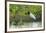 Jabiru (Jabiru mycteria), Pantanal, Mato Grosso, Brazil, South America-Sergio Pitamitz-Framed Photographic Print