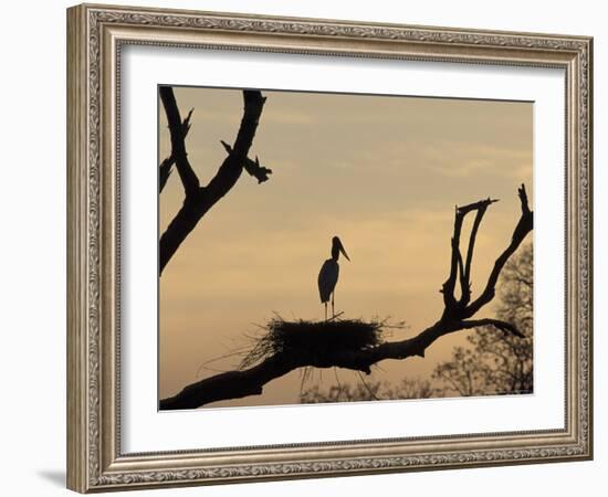 Jabiru on Nest at Dusk, Pantanal, Brazil-Theo Allofs-Framed Photographic Print