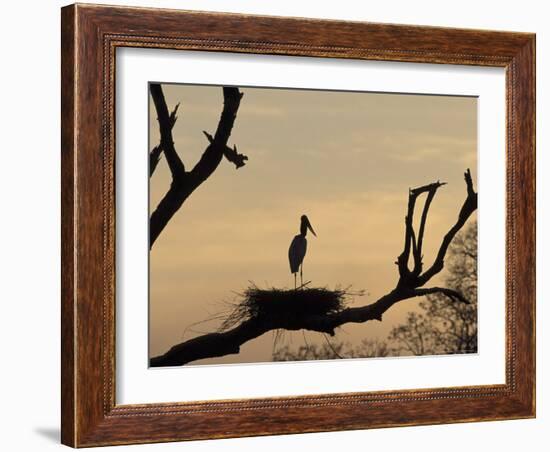 Jabiru on Nest at Dusk, Pantanal, Brazil-Theo Allofs-Framed Photographic Print