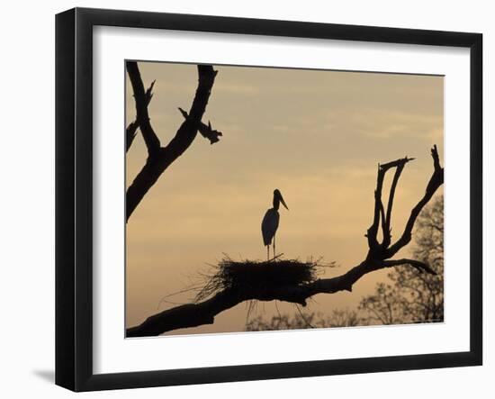 Jabiru on Nest at Dusk, Pantanal, Brazil-Theo Allofs-Framed Photographic Print