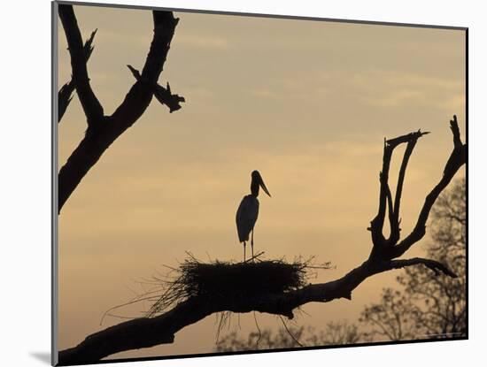 Jabiru on Nest at Dusk, Pantanal, Brazil-Theo Allofs-Mounted Photographic Print