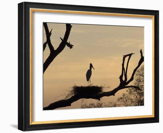Jabiru on Nest at Dusk, Pantanal, Brazil-Theo Allofs-Framed Photographic Print