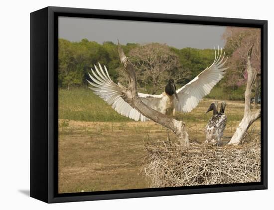 Jabiru Stork-Joe McDonald-Framed Premier Image Canvas