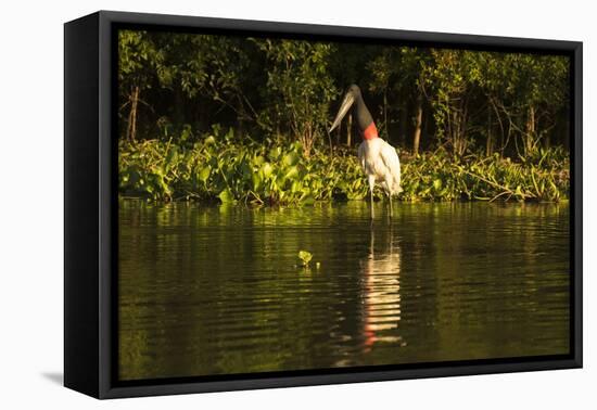 Jabiru Stork-Joe McDonald-Framed Premier Image Canvas