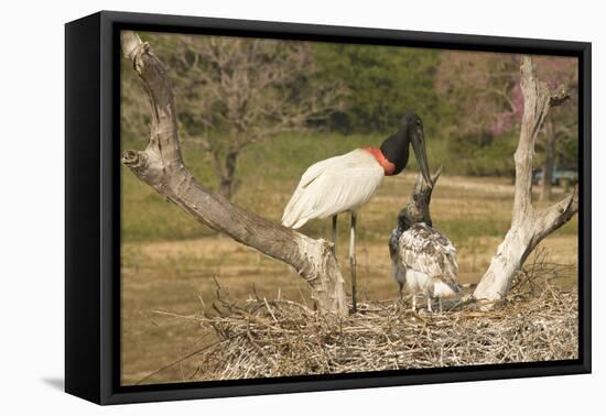 Jabiru Stork-Joe McDonald-Framed Premier Image Canvas