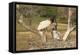 Jabiru Stork-Joe McDonald-Framed Premier Image Canvas