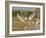 Jabiru Stork-Joe McDonald-Framed Photographic Print