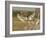 Jabiru Stork-Joe McDonald-Framed Photographic Print