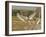 Jabiru Stork-Joe McDonald-Framed Photographic Print