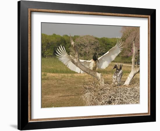 Jabiru Stork-Joe McDonald-Framed Photographic Print