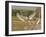 Jabiru Stork-Joe McDonald-Framed Photographic Print