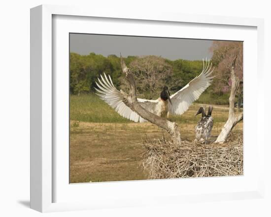 Jabiru Stork-Joe McDonald-Framed Photographic Print