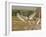 Jabiru Stork-Joe McDonald-Framed Photographic Print