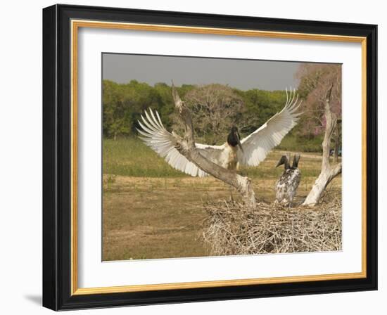 Jabiru Stork-Joe McDonald-Framed Photographic Print