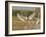 Jabiru Stork-Joe McDonald-Framed Photographic Print