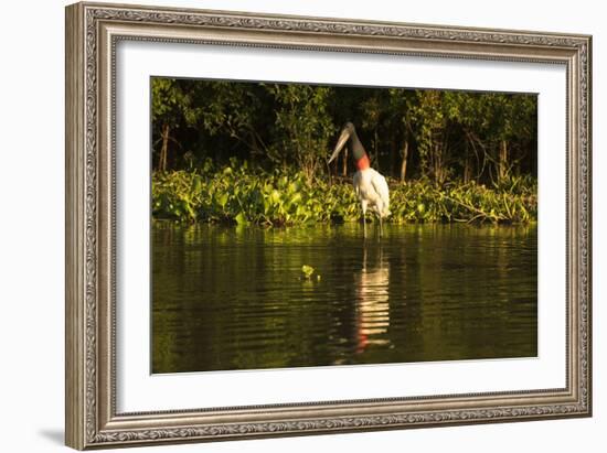 Jabiru Stork-Joe McDonald-Framed Photographic Print