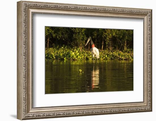 Jabiru Stork-Joe McDonald-Framed Photographic Print