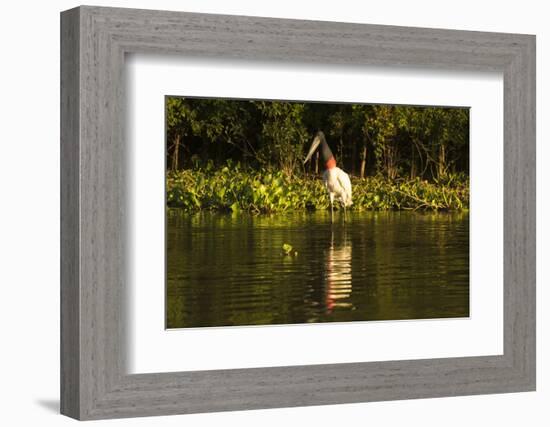 Jabiru Stork-Joe McDonald-Framed Photographic Print