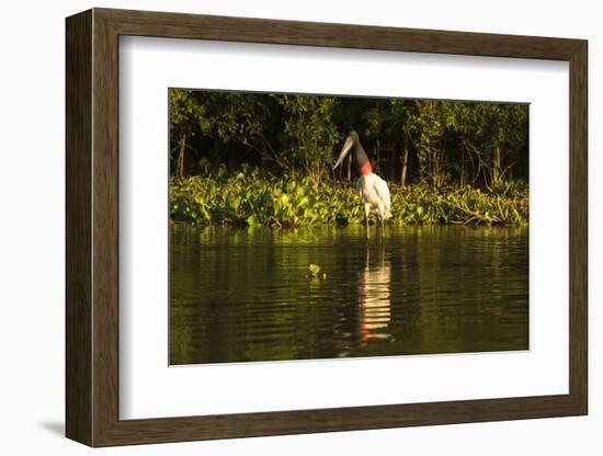 Jabiru Stork-Joe McDonald-Framed Photographic Print