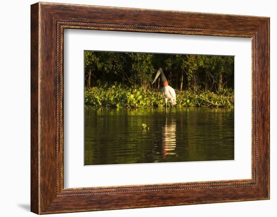 Jabiru Stork-Joe McDonald-Framed Photographic Print