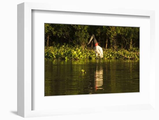 Jabiru Stork-Joe McDonald-Framed Photographic Print