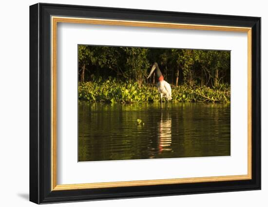 Jabiru Stork-Joe McDonald-Framed Photographic Print