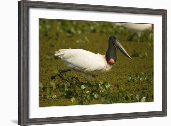 Jabiru Stork-Joe McDonald-Framed Photographic Print