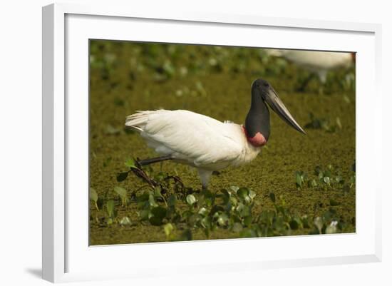 Jabiru Stork-Joe McDonald-Framed Photographic Print