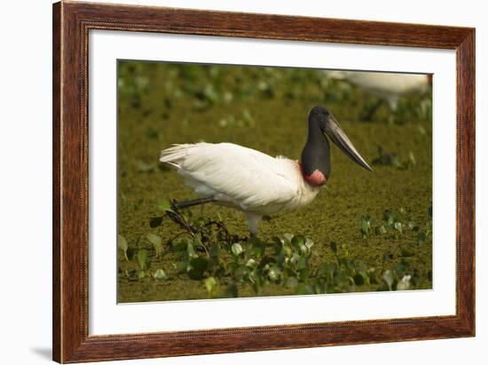 Jabiru Stork-Joe McDonald-Framed Photographic Print