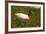 Jabiru Stork-Joe McDonald-Framed Photographic Print