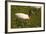 Jabiru Stork-Joe McDonald-Framed Photographic Print