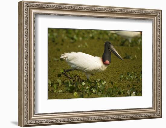 Jabiru Stork-Joe McDonald-Framed Photographic Print