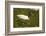 Jabiru Stork-Joe McDonald-Framed Photographic Print