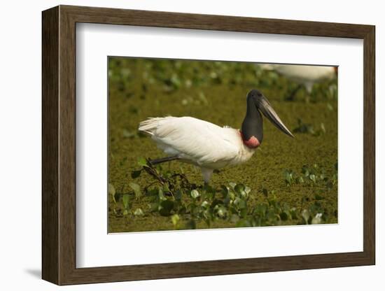 Jabiru Stork-Joe McDonald-Framed Photographic Print