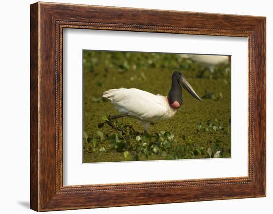 Jabiru Stork-Joe McDonald-Framed Photographic Print