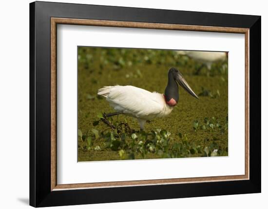 Jabiru Stork-Joe McDonald-Framed Photographic Print