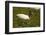 Jabiru Stork-Joe McDonald-Framed Photographic Print