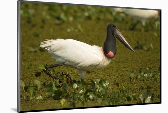 Jabiru Stork-Joe McDonald-Mounted Photographic Print