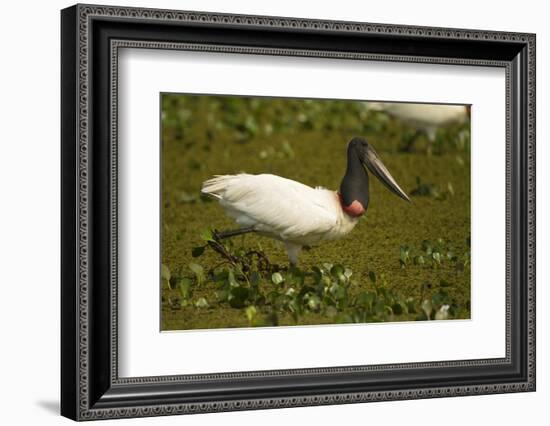 Jabiru Stork-Joe McDonald-Framed Photographic Print