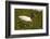 Jabiru Stork-Joe McDonald-Framed Photographic Print